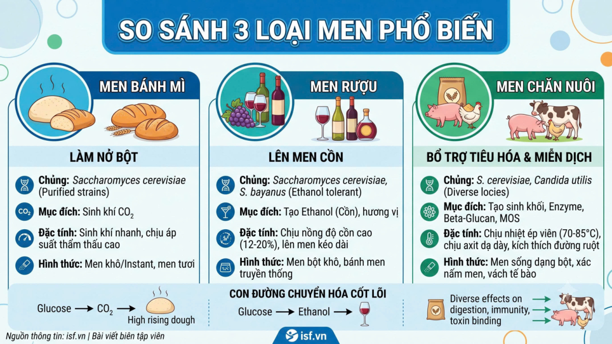 Phân Biệt Men Bánh Mì, Men Rượu Và Men Chăn Nuôi: Bản Chất Sinh Học, Kỹ Thuật Và Ứng Dụng Thực Tế