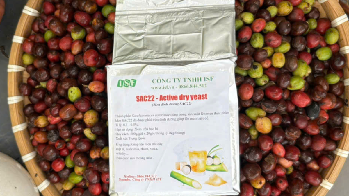 QUY TRÌNH CÔNG NGHỆ SẢN XUẤT HẠT CÀ PHÊ