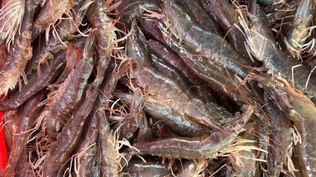 Chiết xuất nấm men giúp tăng tỷ lệ sống của tôm.