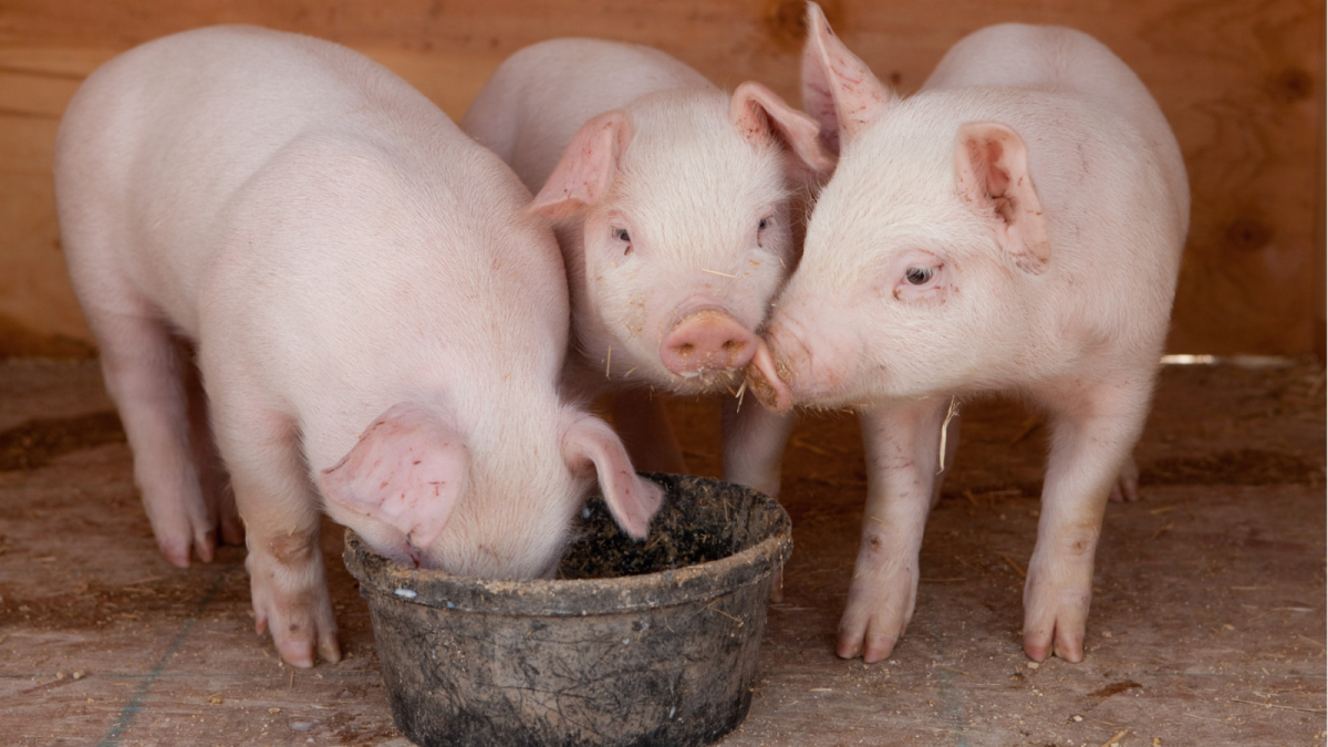 Giải pháp enzyme protease trung tính tối ưu cho thức ăn chăn nuôi