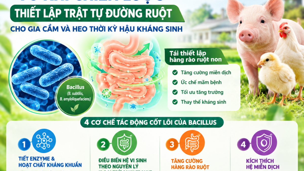 PROBIOTIC BACILLUS: "VŨ KHÍ CHIẾN LƯỢC" THIẾT LẬP TRẬT TỰ ĐƯỜNG RUỘT CHO GIA CẦM VÀ HEO THỜI KỲ HẬU KHÁNG SINH