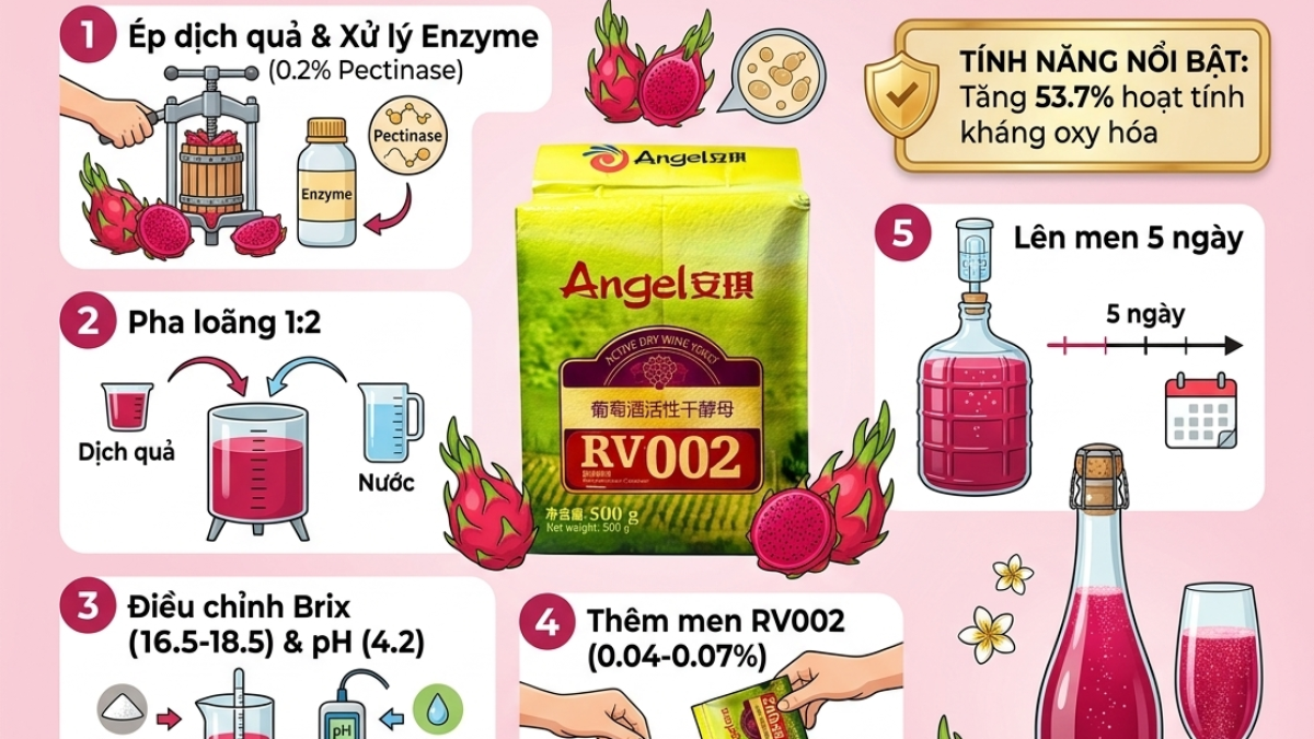 HƯỚN DẨN LÊN MEN CIDER THANH LONG RUỘT ĐỎ SỬ DỤNG NẤM MEN Saccharomyces cerevisiae RV002