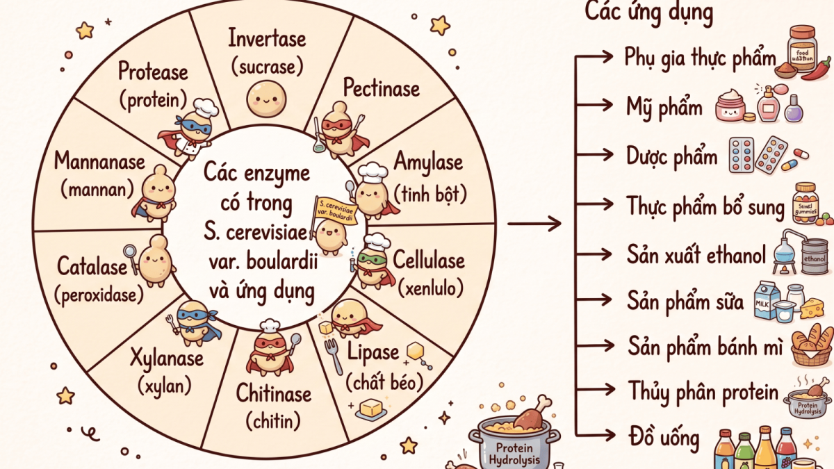 Nấm Men Vi Sinh Saccharomyces: Trở Về Với Tự Nhiên Để Cải Thiện Sức Khỏe Con Người