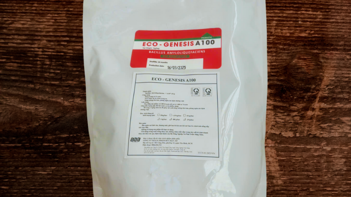 Ảnh hưởng của lợi khuẩn Bacillus amyloliquefaciens đối với gà thịt.