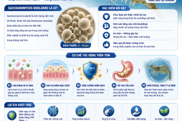 ung-dung-saccharomyces-boulardii-trong-nuoi-tom-va-quy-trinh-su-dung-men-theo-tung-giai-doan-nuoi-tom2204