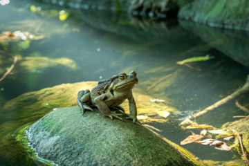 bacillus-subtilis-dung-de-lam-gi-trong-nuoi-echisf