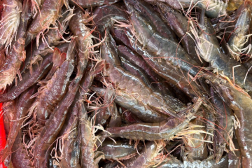 chiet-xuat-nam-men-giup-tang-ty-le-song-cua-tomisf