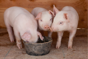 giai-phap-enzyme-protease-trung-tinh-toi-uu-cho-thuc-an-chan-nuoi1