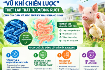 probiotic-bacillus-vu-khi-chien-luoc-thiet-lap-trat-tu-duong-ruot-cho-gia-cam-va-heo-thoi-ky-hau-khang-sinh08262626